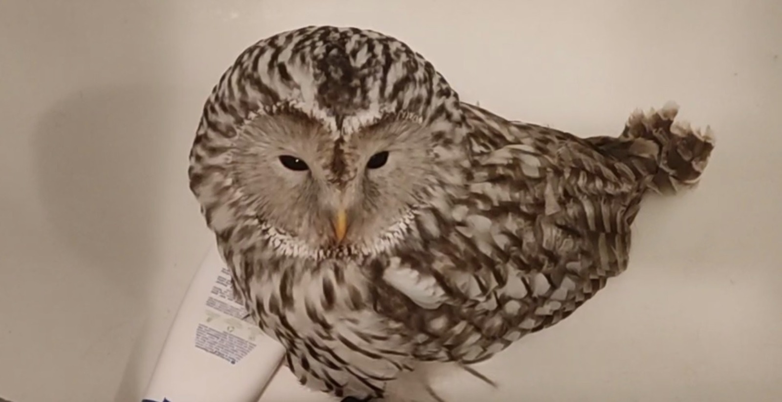 скриншот с видео ЦРДЖ «Пин и Пуф»