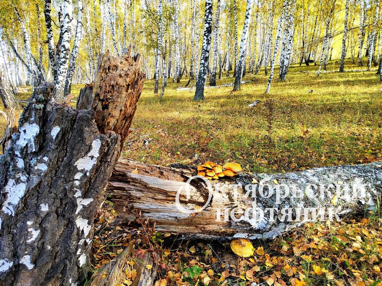 из архива газеты «Октябрьский нефтяник»