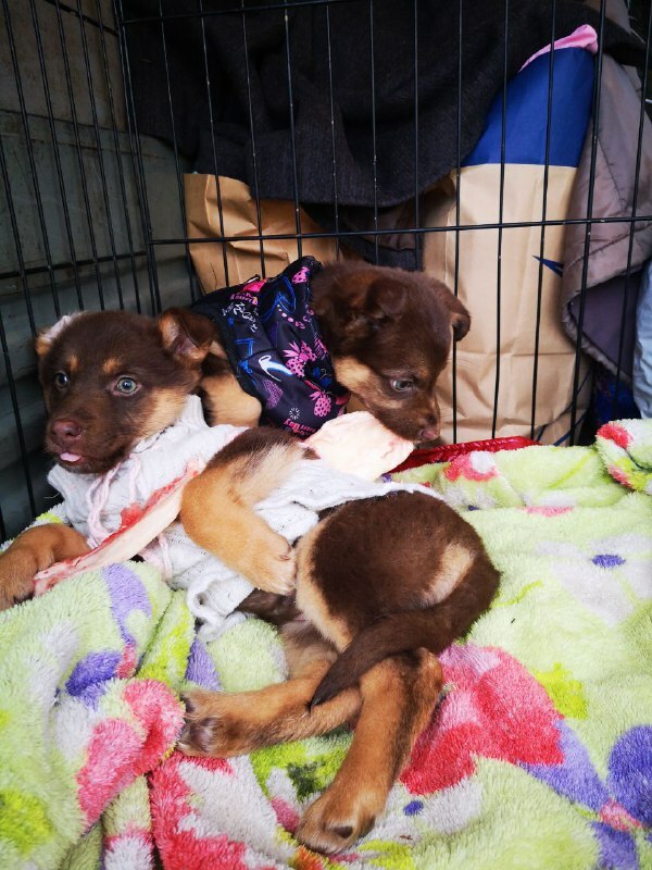 В Октябрьском прошла акция приюта для бездомных животных