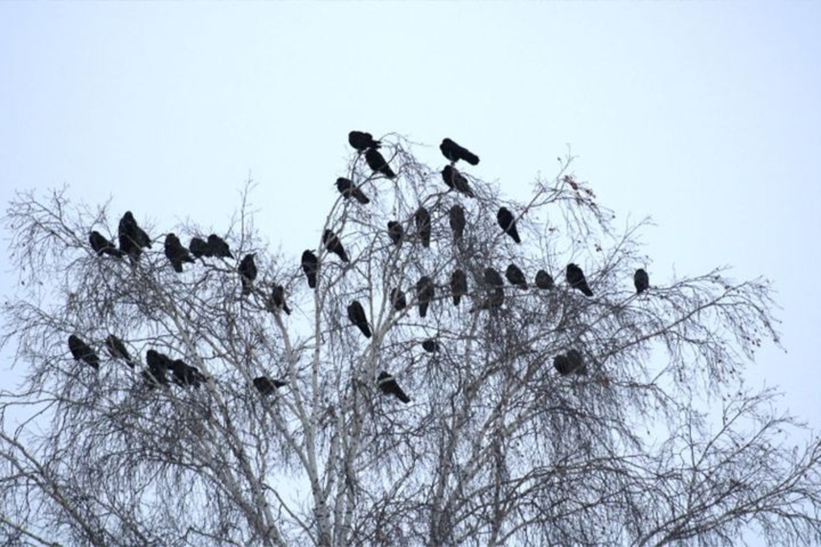 из ТГ-канала нацпарка «Башкирия»