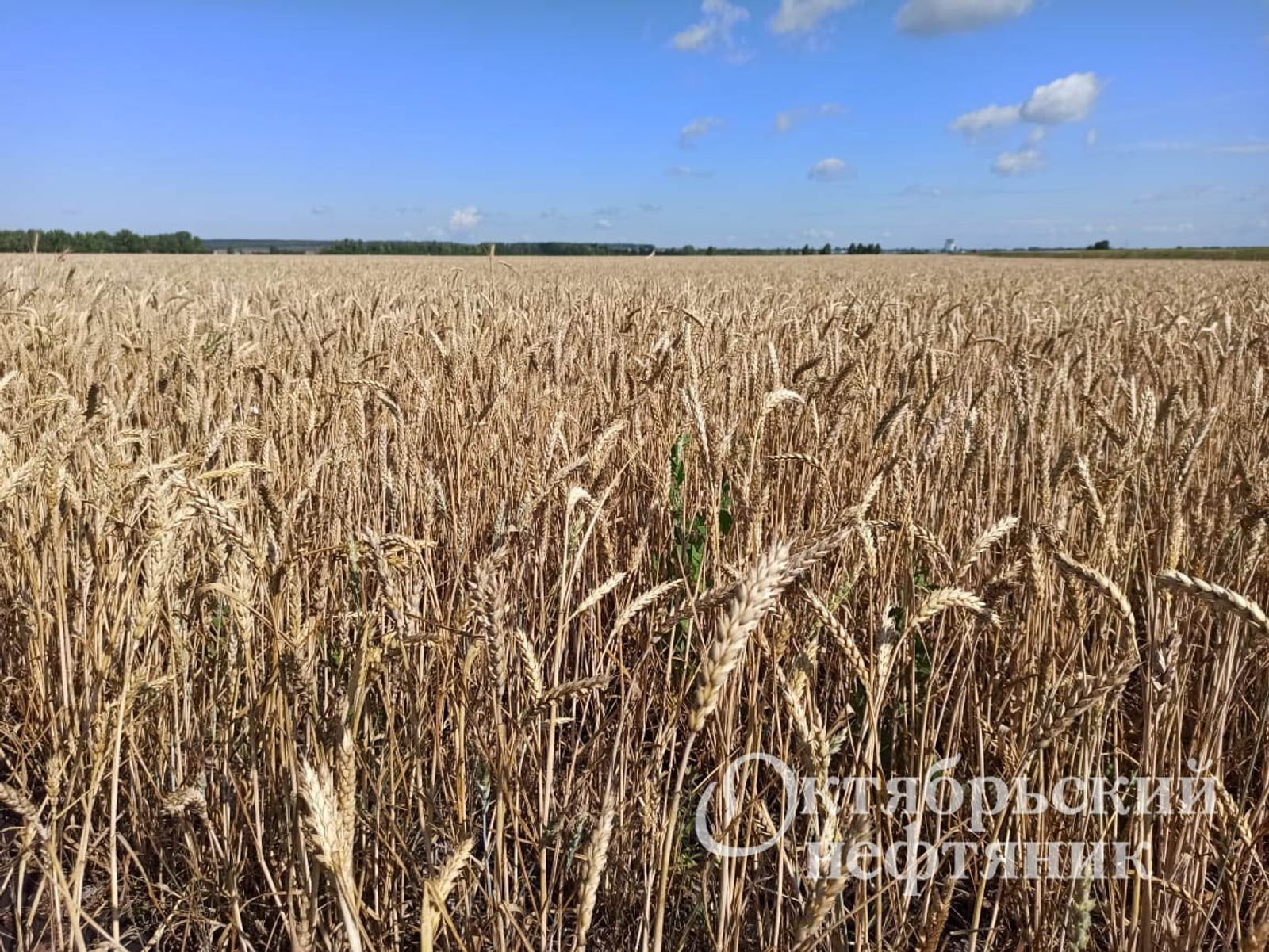 из архива газеты «Октябрьский нефтяник»