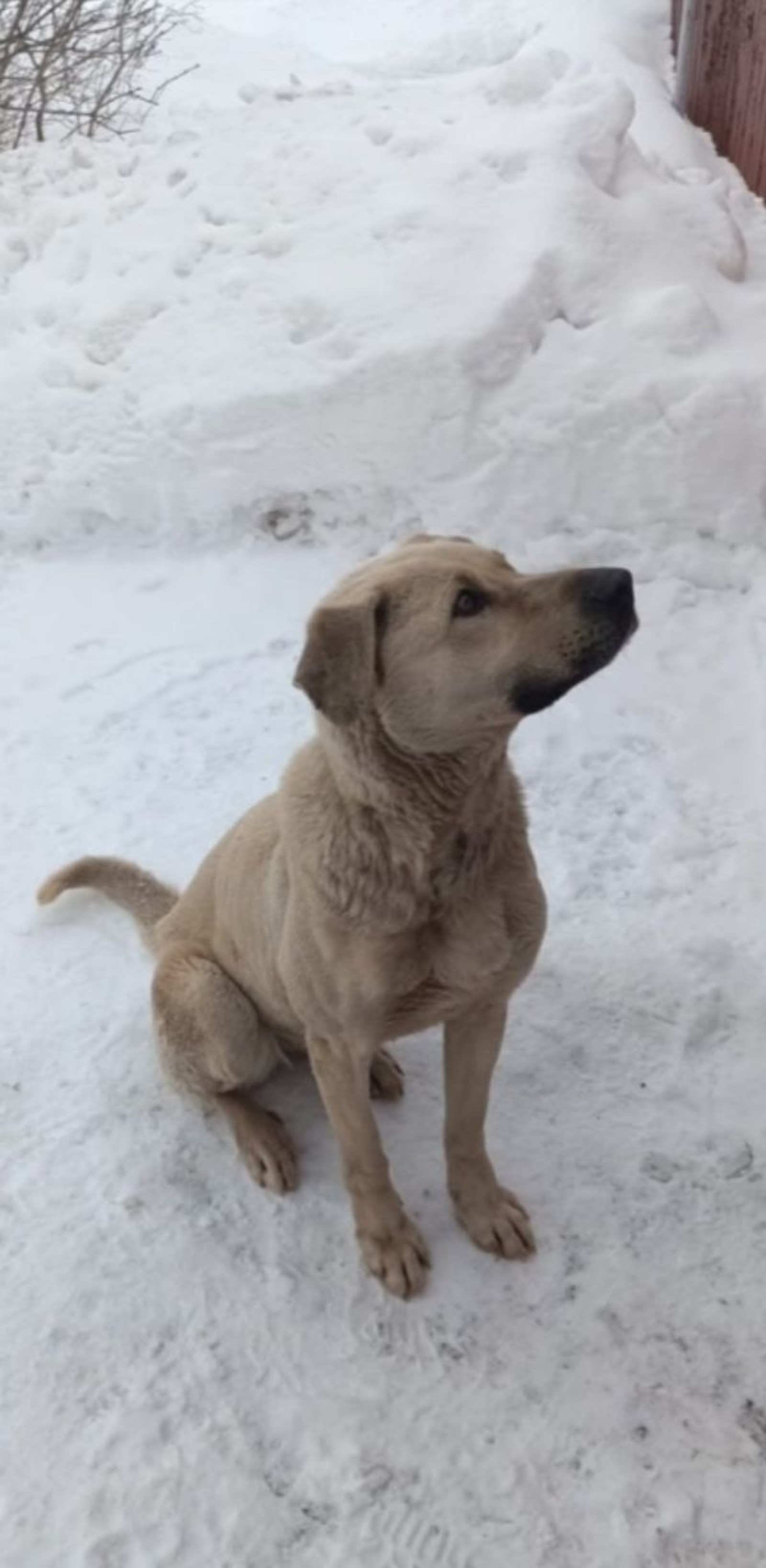 предоставлено Надеждой Миловидовой  Белка