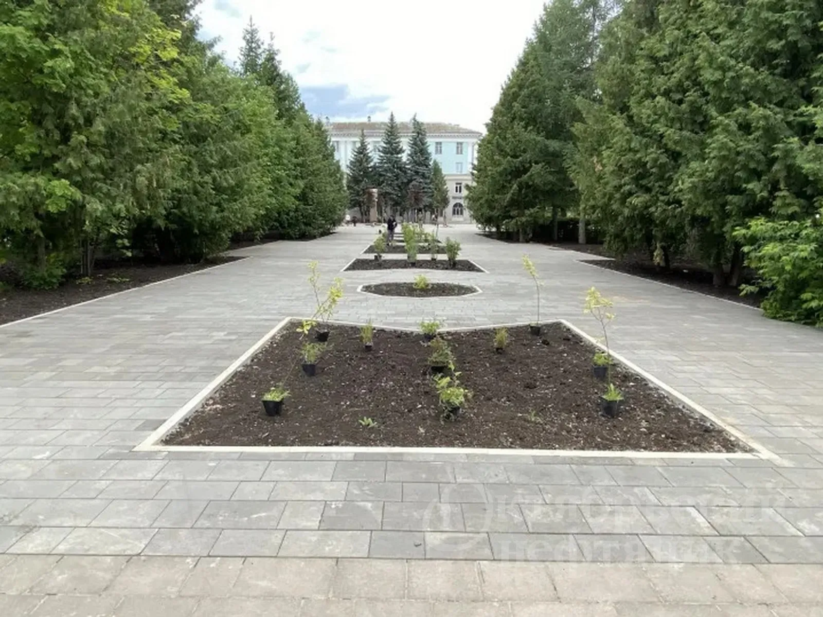 В сквере Губкина высаживают многолетники и кустарники