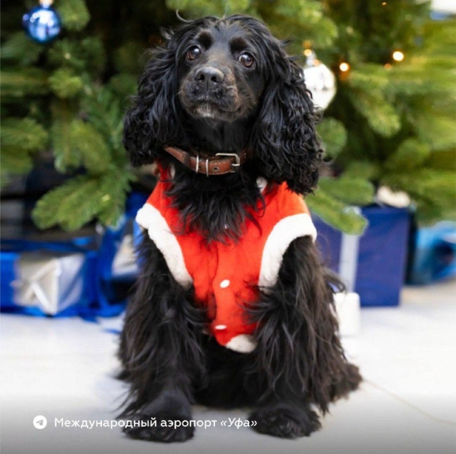 из ТГ-канала аэропорта