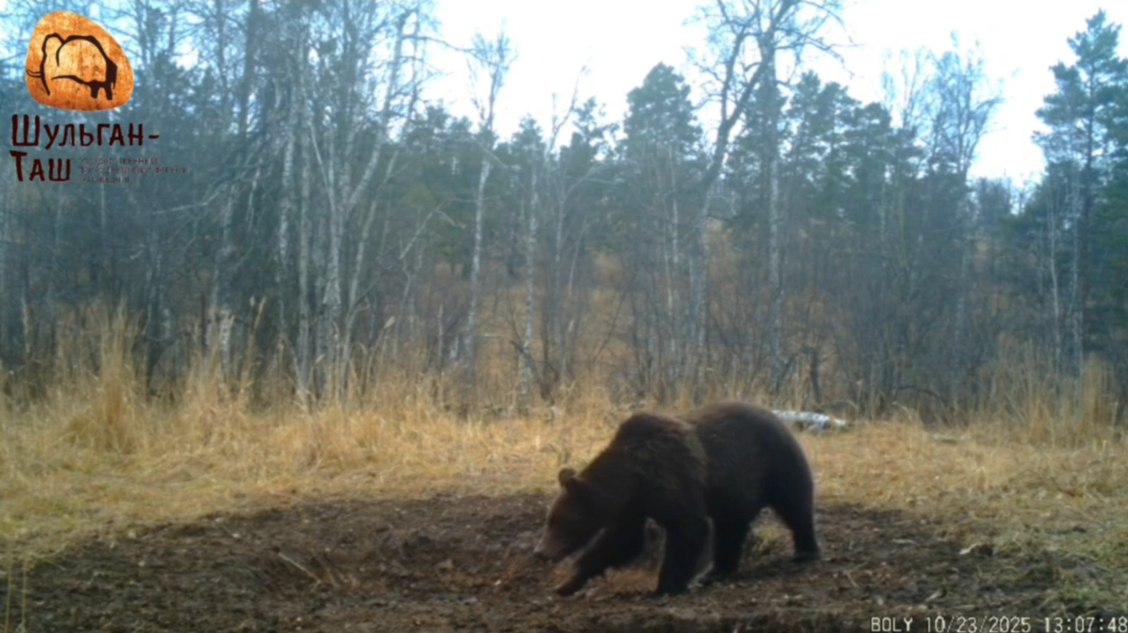 скриншот видео из телеграм-канала заповедника «Шульган-Таш»