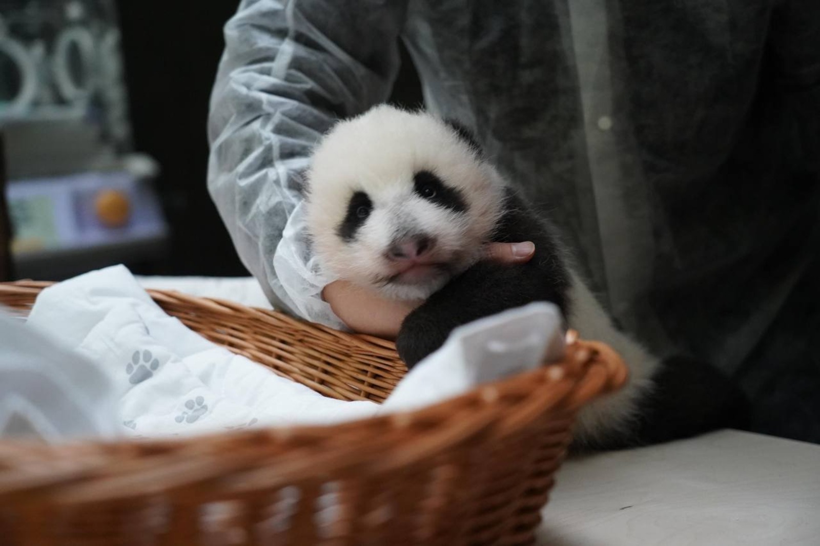 Малышка панда новости. Крошка Панда. Пандочка блоггер. Малышка Панда младенец. Розовая Панда фото.