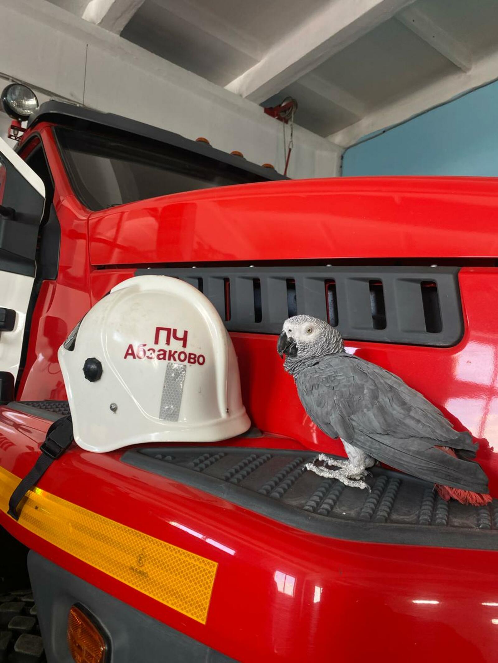 В пожарной части села Башкирии живёт попугай