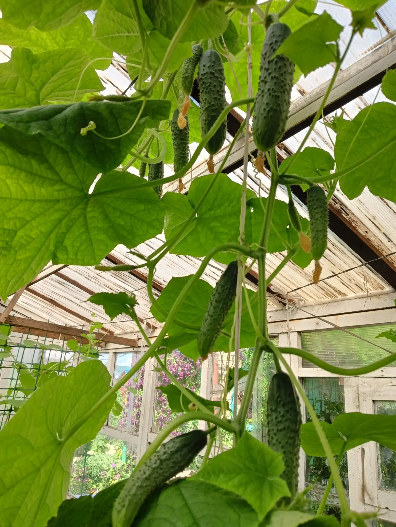 Танзиля Гарипова