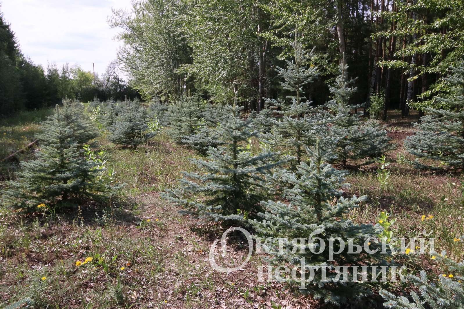 из архива газеты «Октябрьский нефтяник»