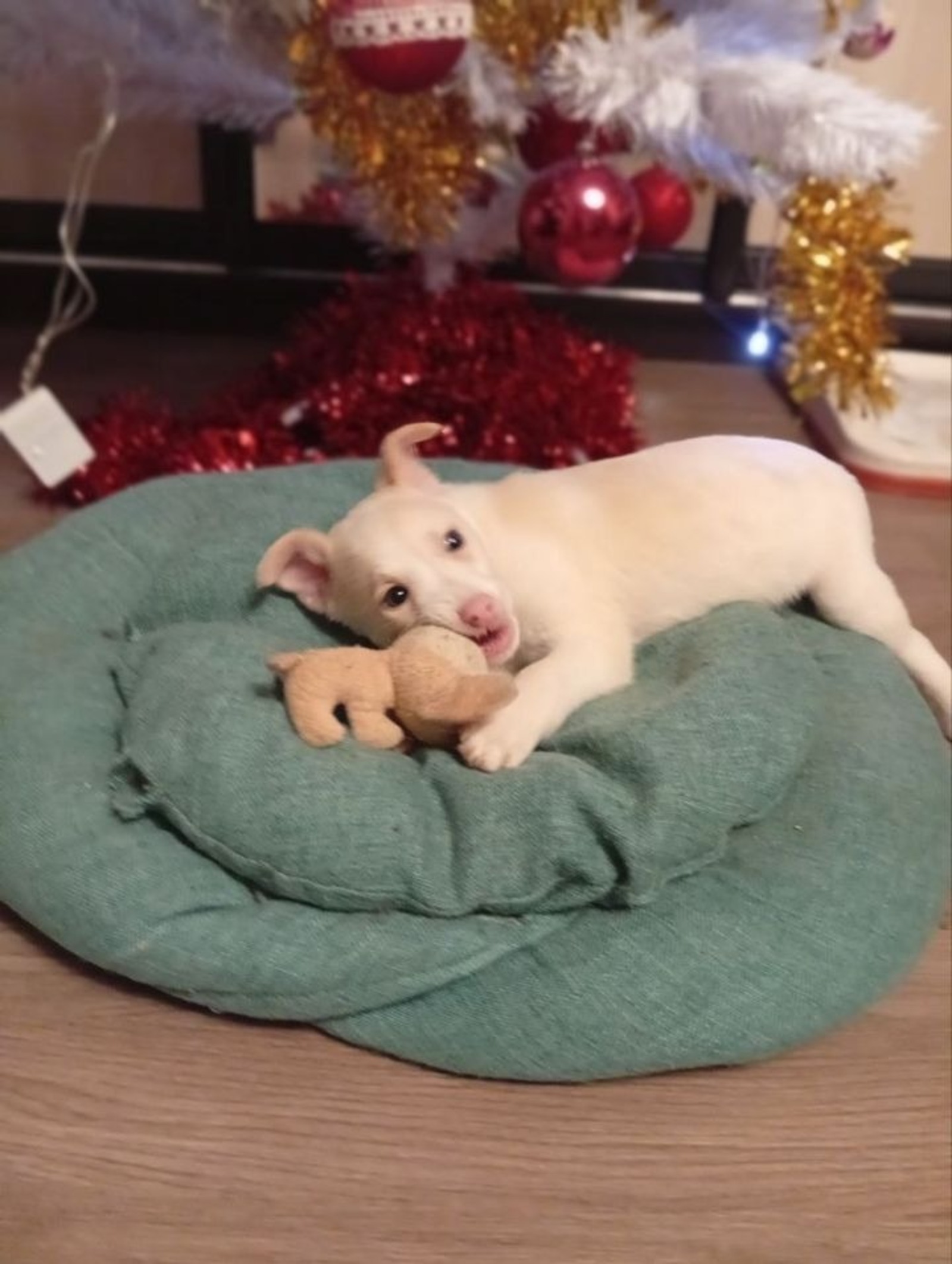 предоставлено Натальей Пиковской