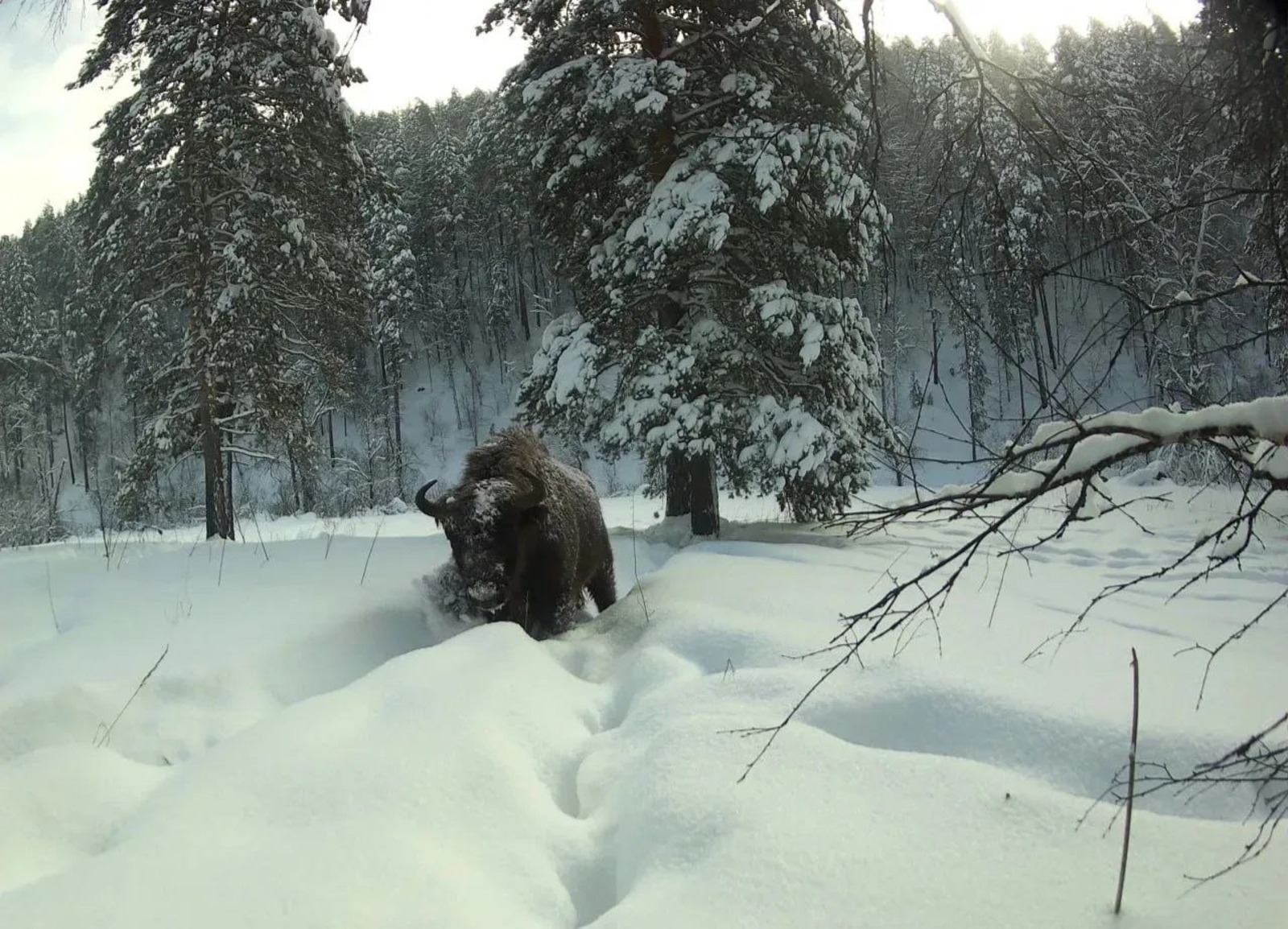 из ТГ-канала Нияза Фазылова
