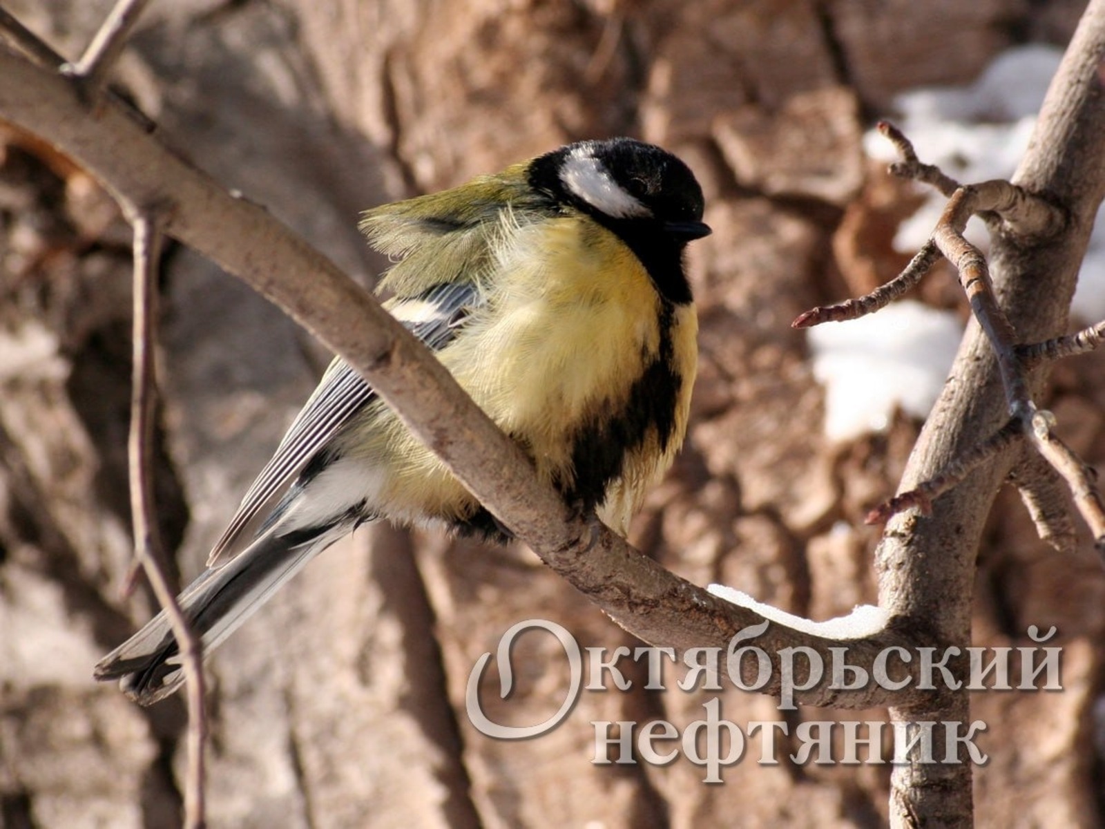 из архива газеты «Октябрьский нефтяник»