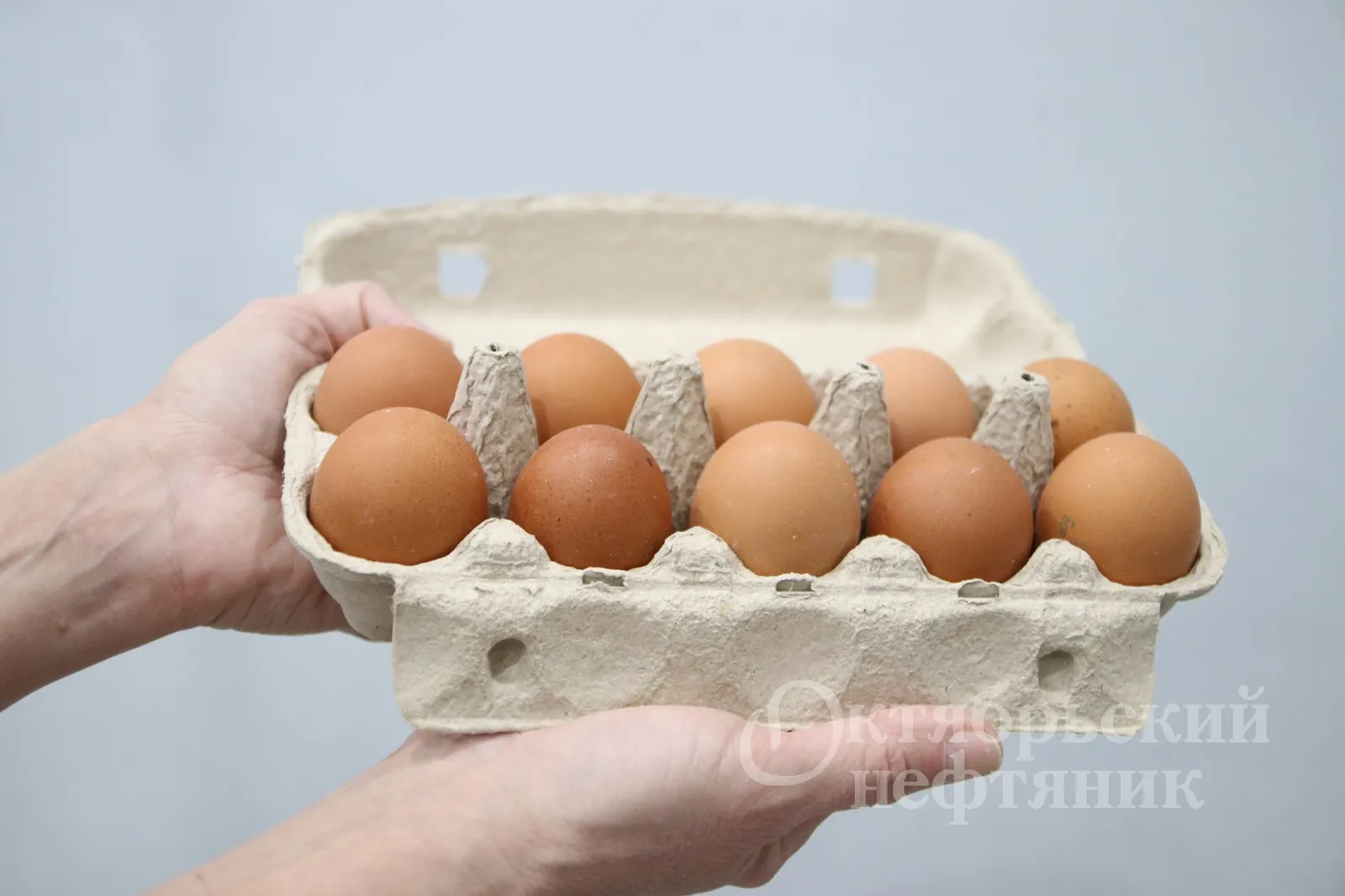 Башкирия поставляет инкубационные яйца в Казахстан