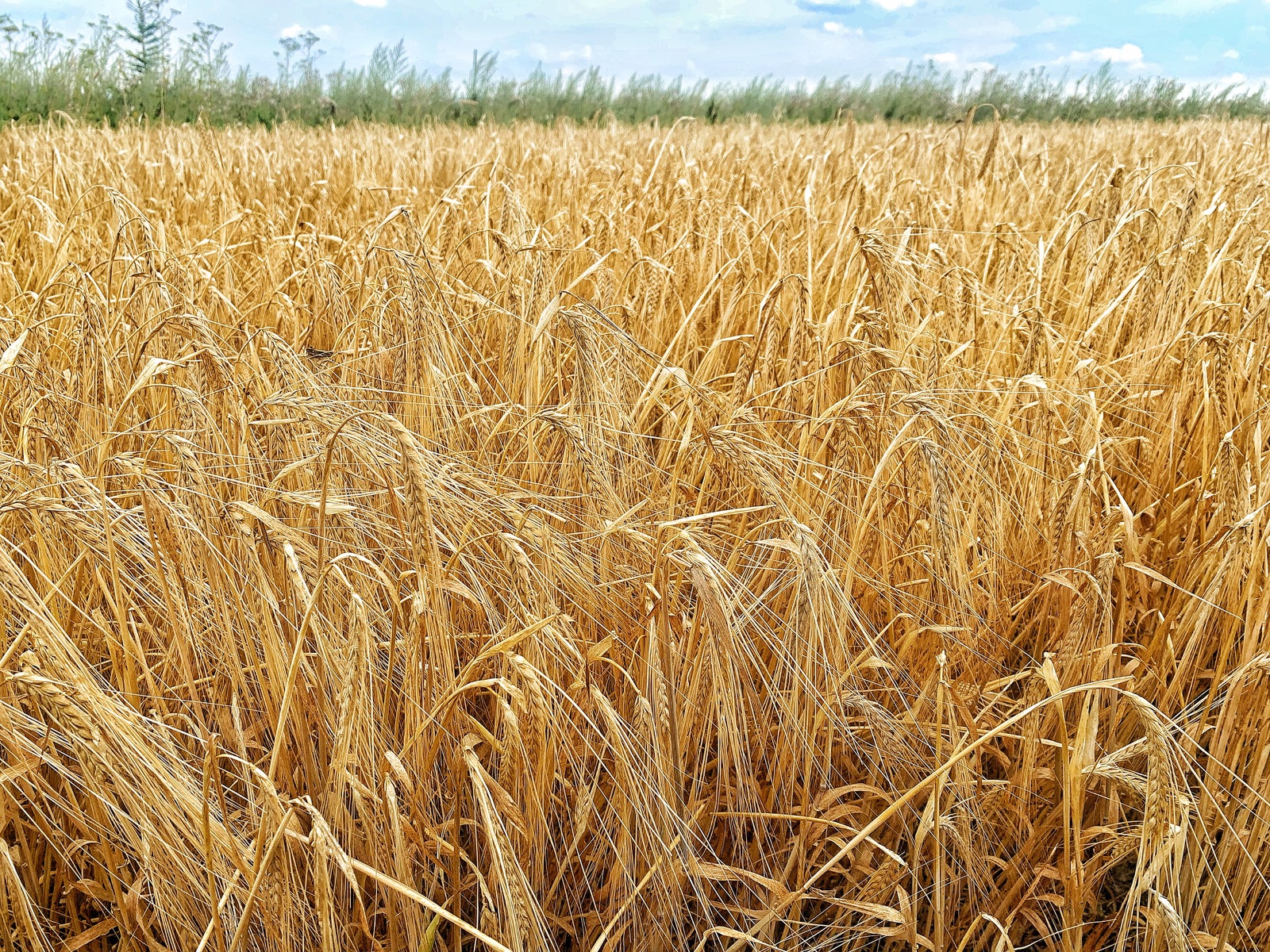 В Башкирии производителям зерна выделят субсидии почти на 600 млн рублей