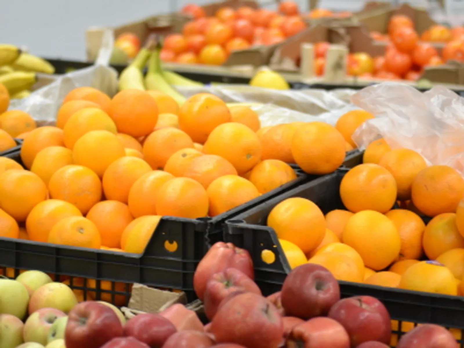 Артур Арсланов | fotobank02.ru  Для производителей цитрусовых в России могут ввести меры поддержки