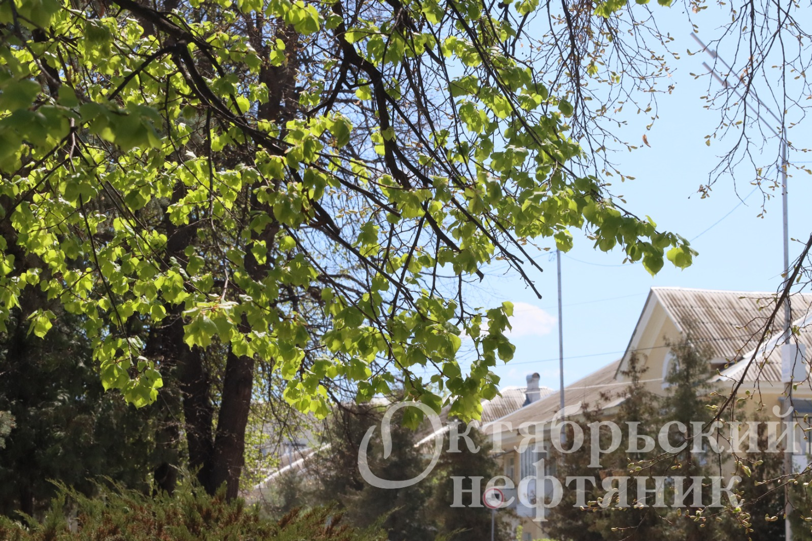 из архива газеты «Октябрьский нефтяник»