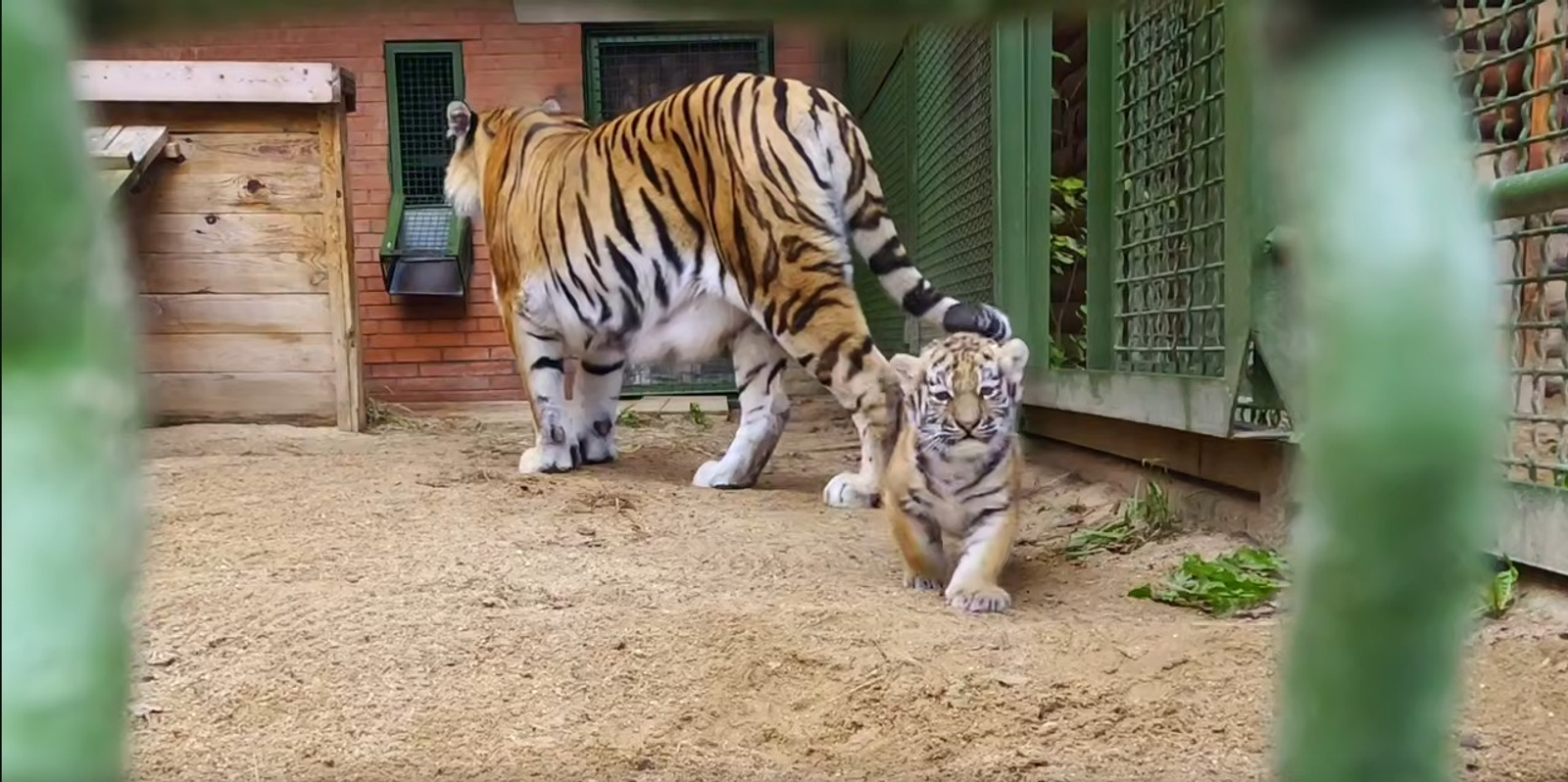 скриншот видео пресс-службы зоопарка