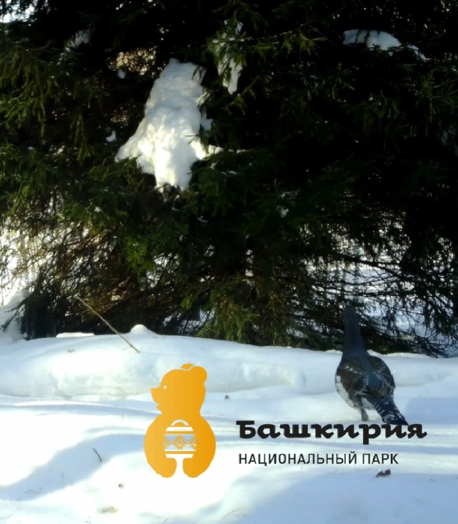 скриншот видео нацпарка «Башкирия»